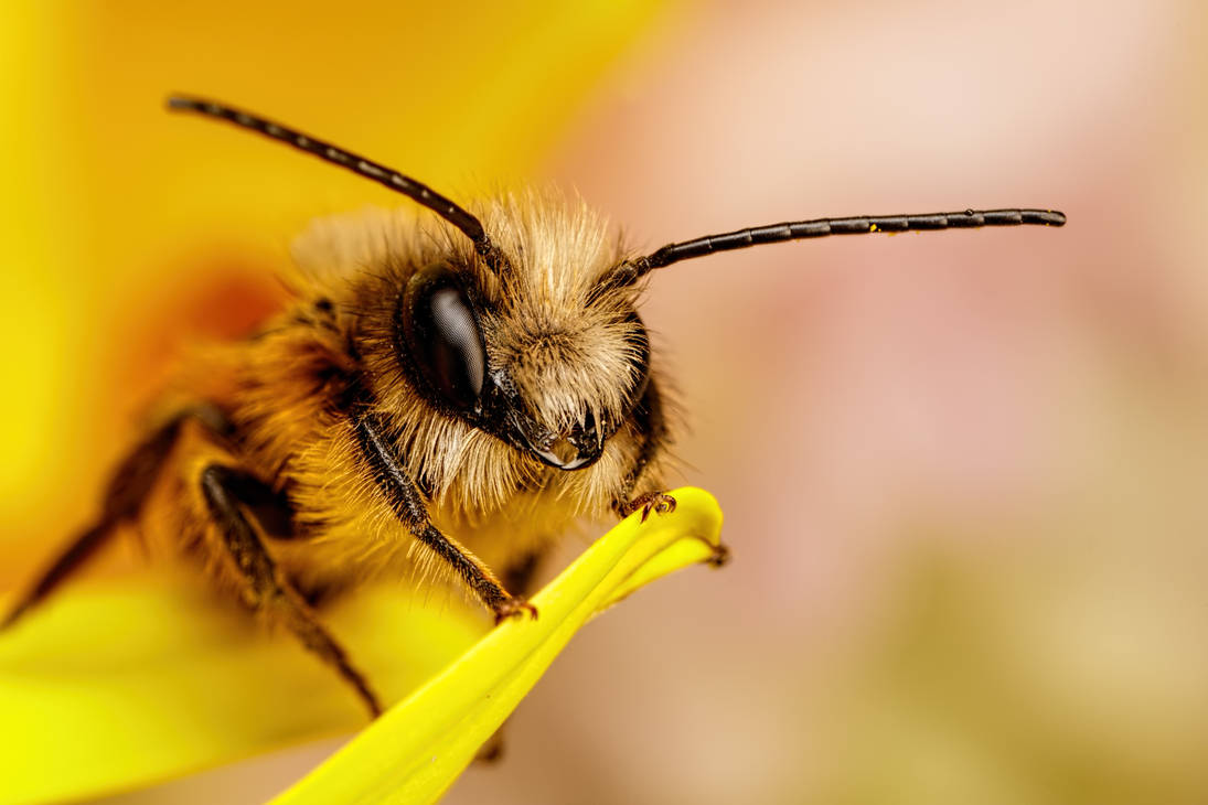 Red Mason Bee I by dalantech