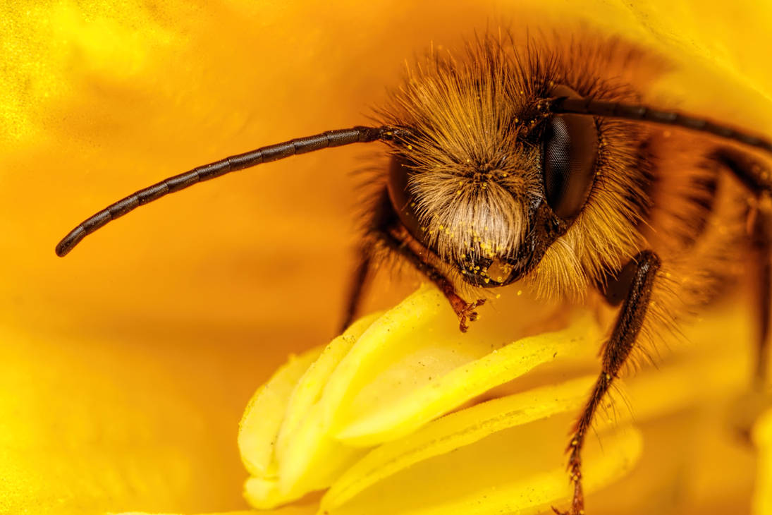 Red Mason Bee III by dalantech