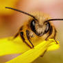Red Mason Bee IV