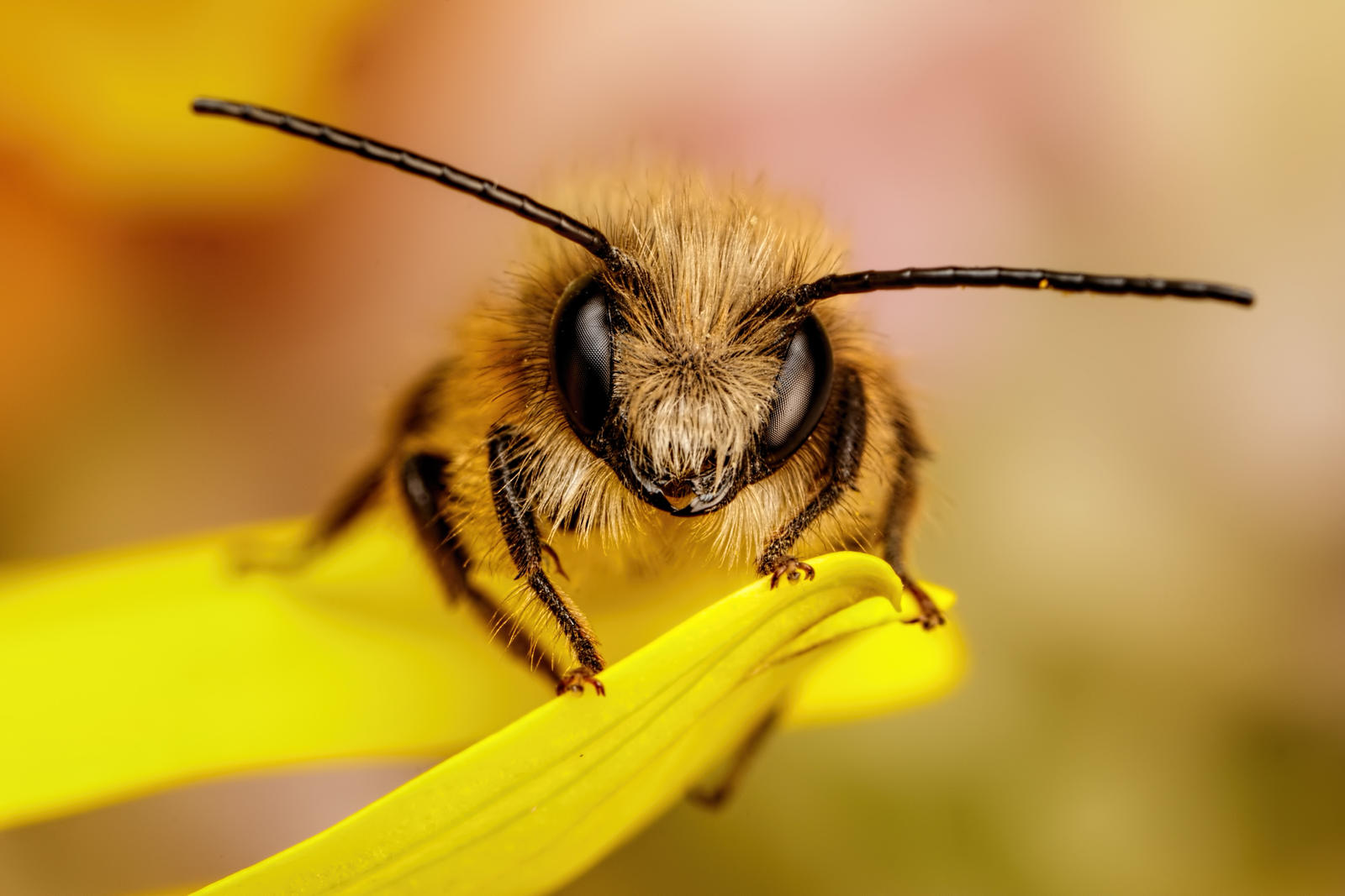 Red Mason Bee IV by dalantech
