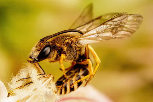 Sleeping Solitary Bee I