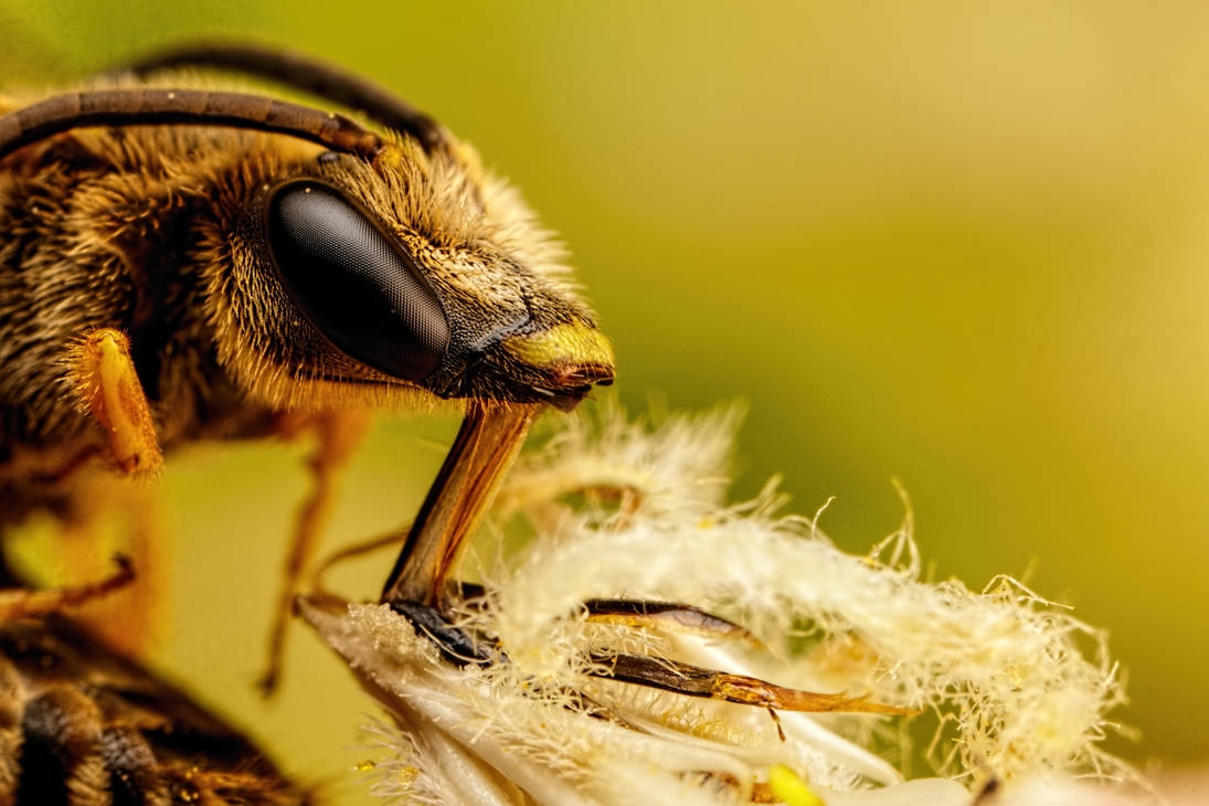 Sleeping Solitary Bee II by dalantech