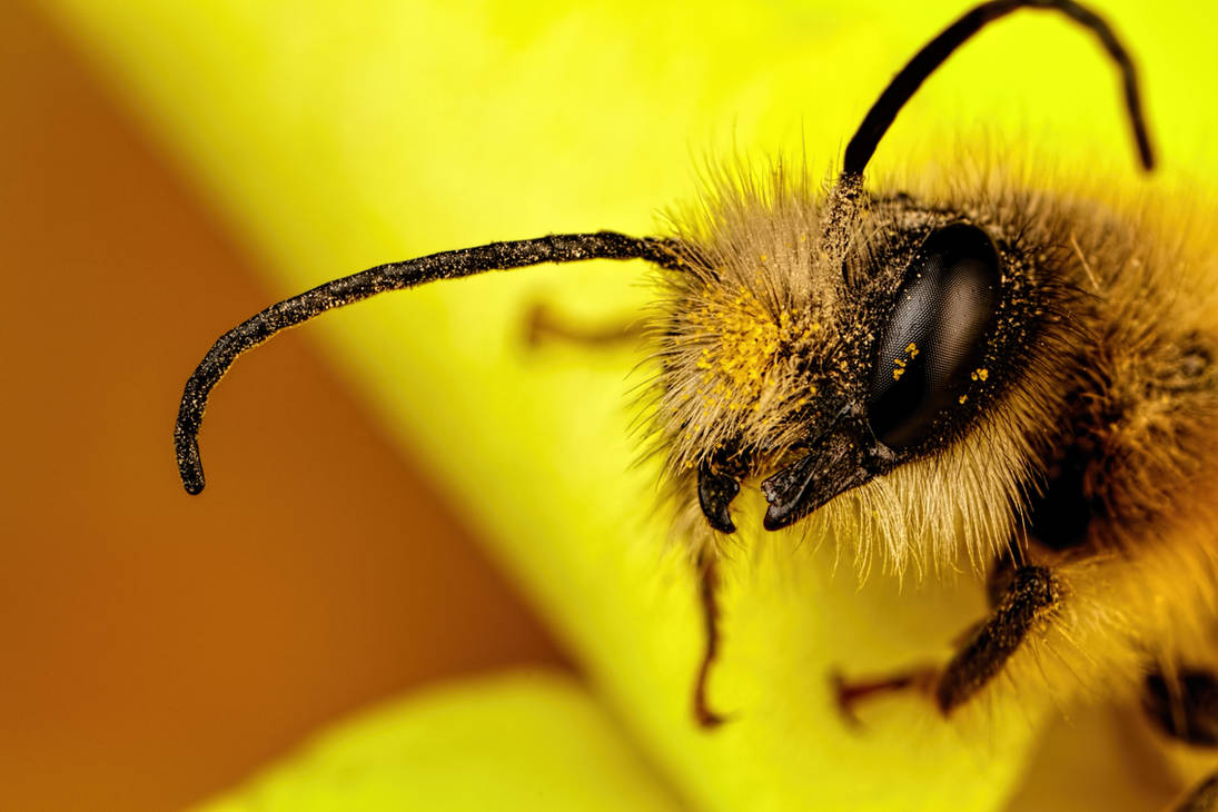 Red Mason Bee I by dalantech