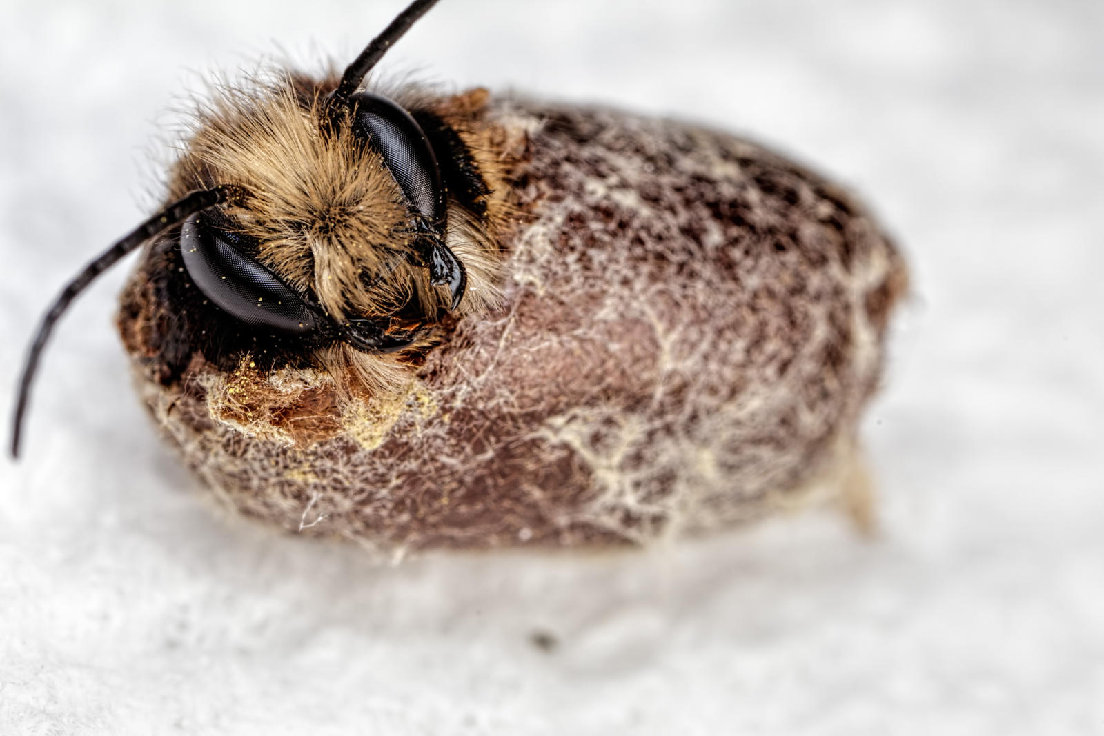Hatching Red Mason Bee I by dalantech