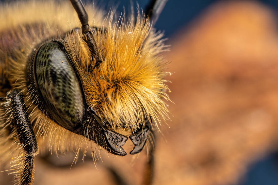 Blue Mason Bee II by dalantech