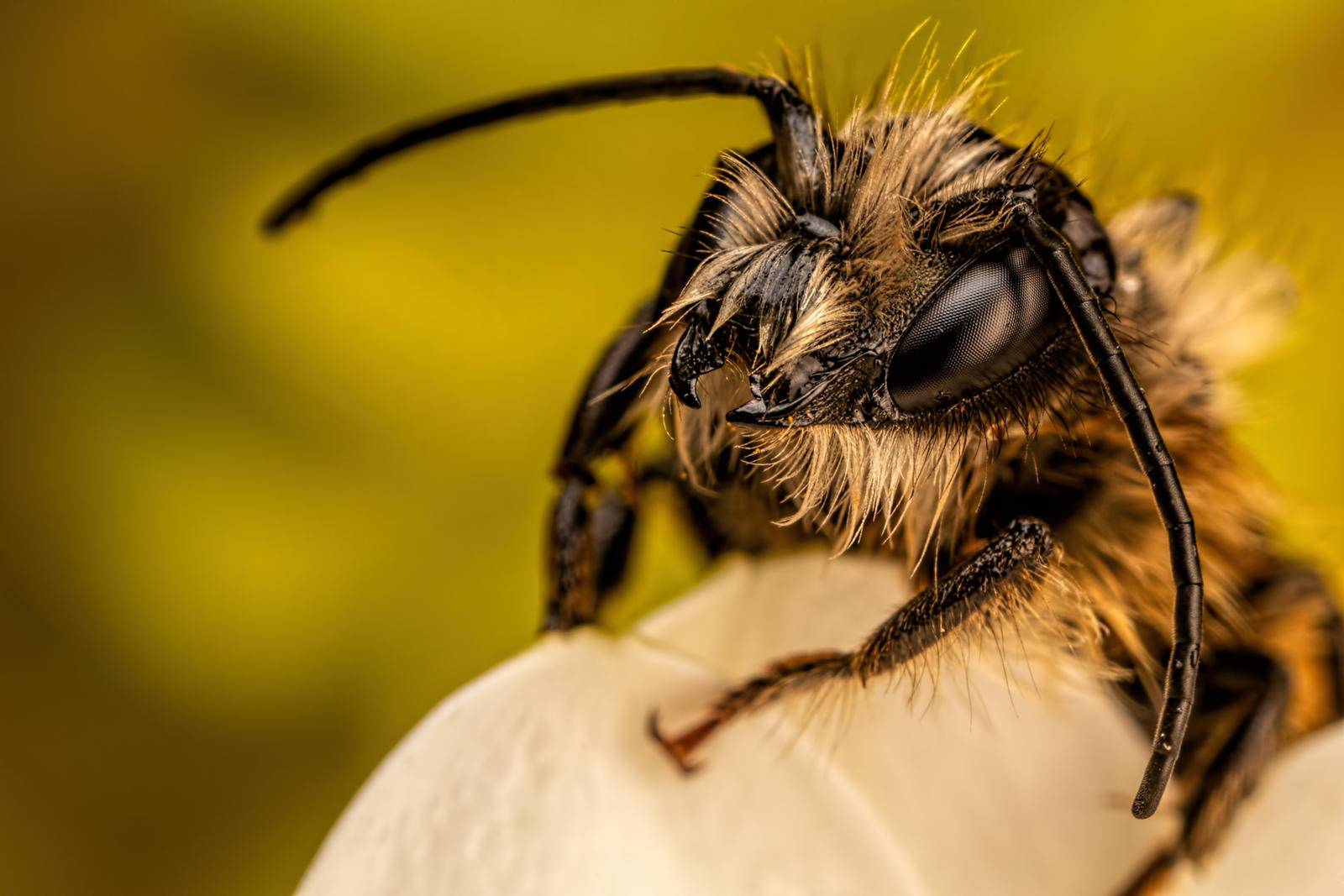 Red Mason Bee II by dalantech