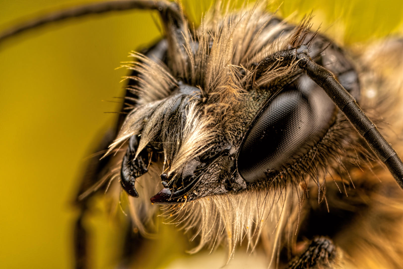 Red Mason Bee III by dalantech