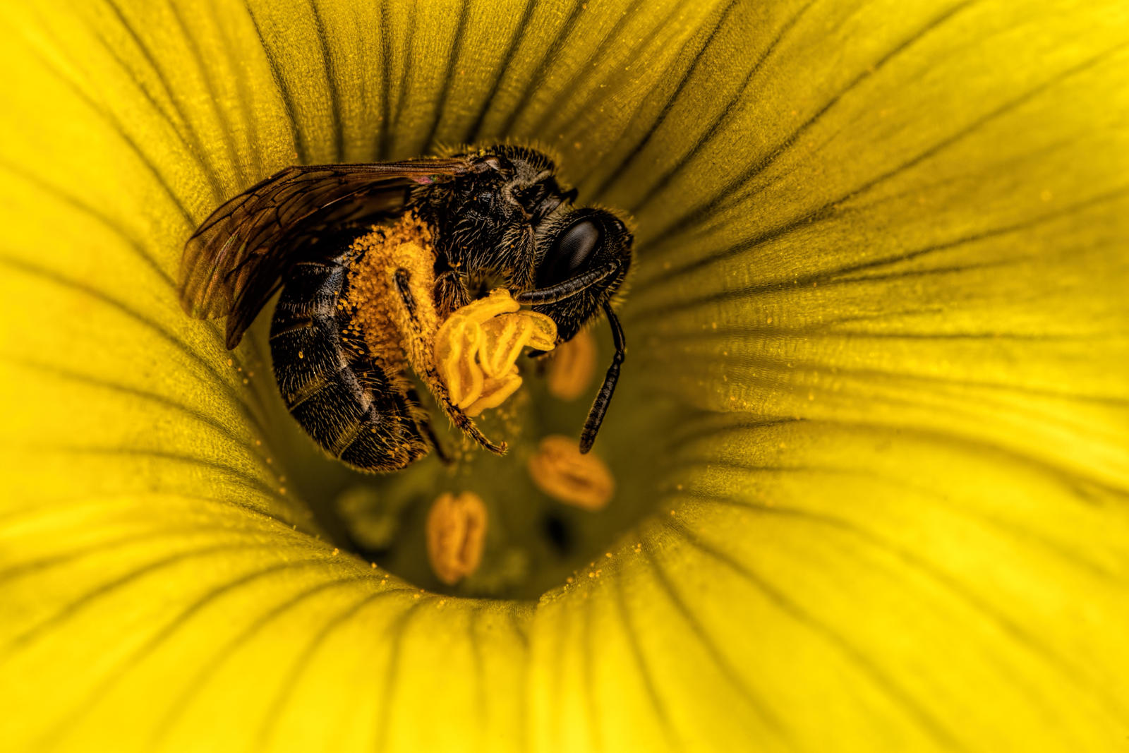Forraging Sweat Bee by dalantech