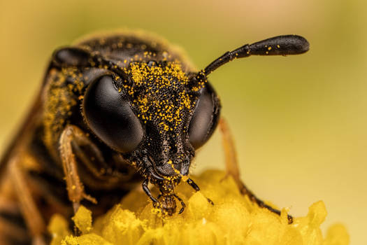 Feeding Sawfly