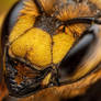 European Wool Carder Bee