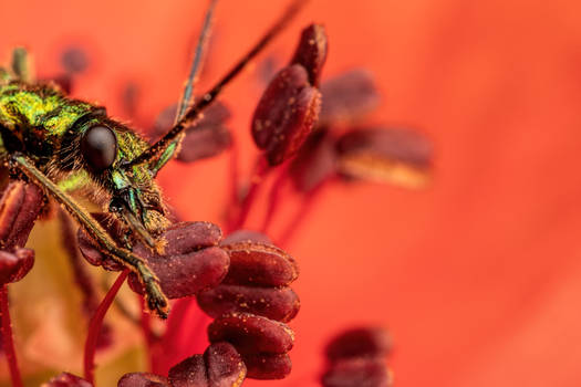 Feeding Soldier Beetle in Poppy II