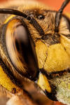 Snoozing European Wool Carder Bee