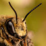 Leaf Cutter Bee