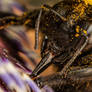 Carpenter Bee Feeding on a Passion Flower