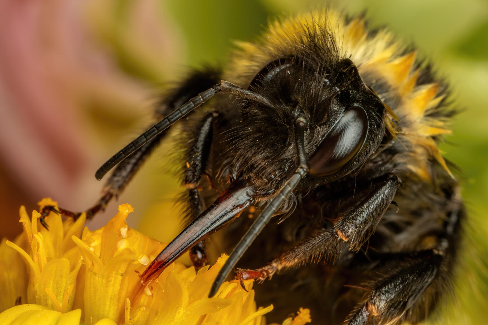 Feeding Bumblebee IV By Dalantech On DeviantArt feeding-bumblebee-iv-by-dalantech-on-deviantart