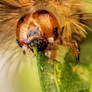 Caterpillar Feeding on Mint III