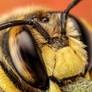 Snoozing European Wool Carder Bee XIII