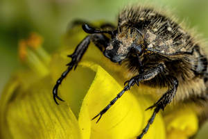 Chafer Beetle