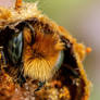 Emerging Blue Mason Bee V