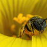 Sweat Bee in a Sourgrass Flower III