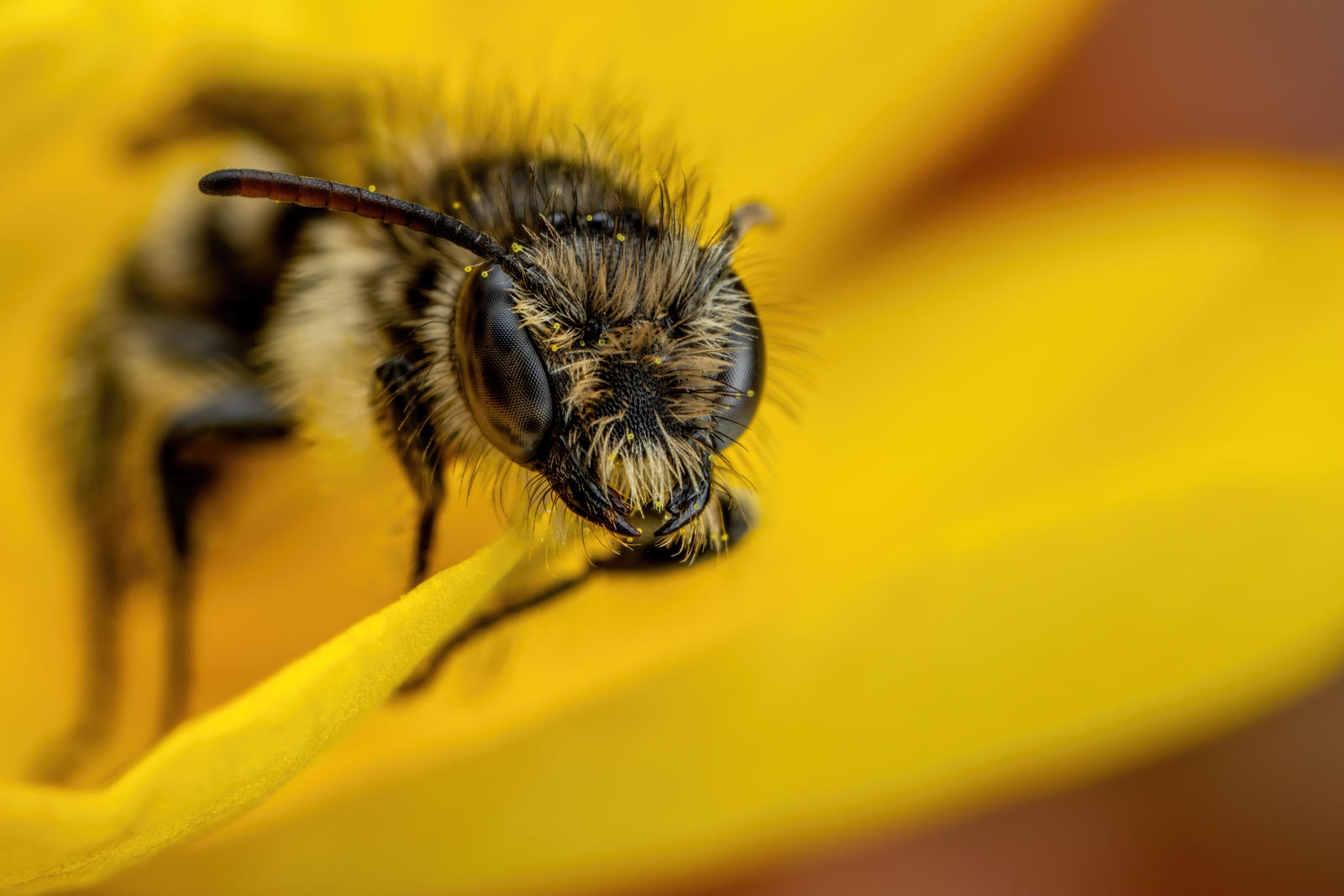 Small Bee Scissor Bee II by dalantech on DeviantArt