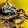 Honeybee Maintenance