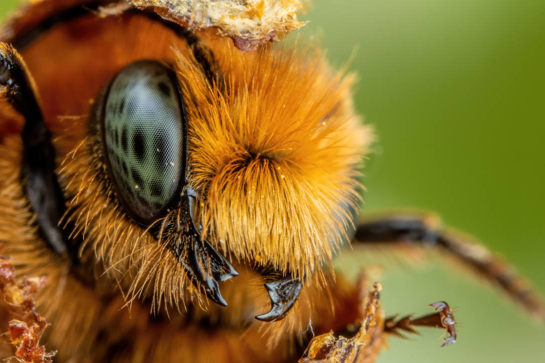 Emerging Blue Mason Bee XI