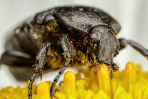 Feeding Chafer Beetle