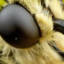 Swallowtail Portrait