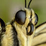 Swallowtail Butterfly