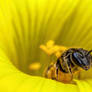 Sweat Bee in a Sourgrass Flower VI