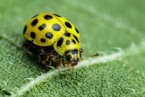 22 Spot Ladybug on a Sunflower Leaf