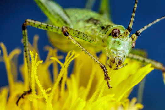 Foraging Cricket