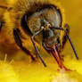 Baited Honeybee II