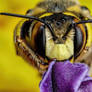 European Wool Carder Bee III