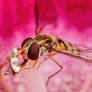 Feeding Hoverfly