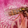 Feeding Hoverfly II