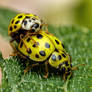 Mating 22 Spot Ladybugs IV