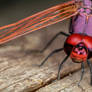 Violet Darter IV