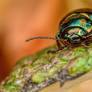 Lavender Beetle on Mint