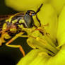 Feeding Hoverfly III