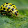 22 Spot Ladybug on Zucchini