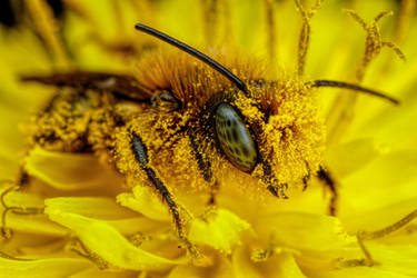 Pollen Covered Blue Mason Bee