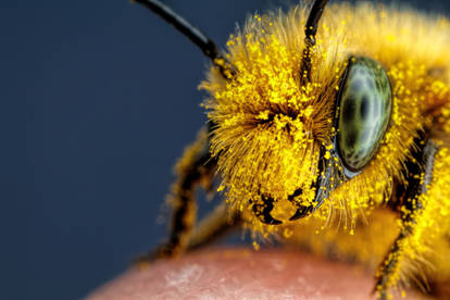 Pollen Covered Blue Mason Bee II