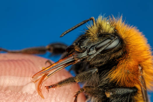 Feeding Common Carder Bee