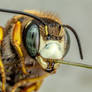 Snoozing Resin Bee
