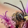 Long Horned Bee