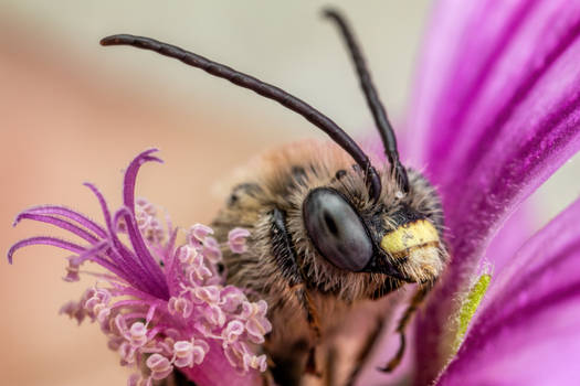 Long Horned Bee