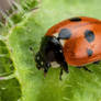 Ladybug