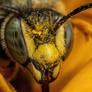 European Wool Carder Bee in a Sunflower